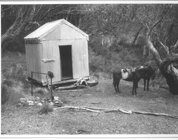 Photograph - Photographs x 13 - Cattlemen