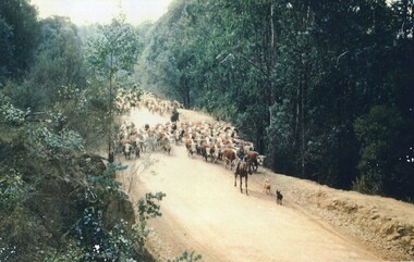 Photo: Colour photo of Ropers' Cattle on the road below Howman's Gap