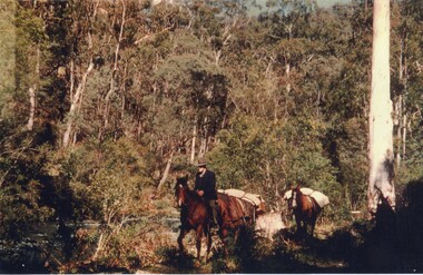Photo: Coloured - Cattleman riding followed by packhorse