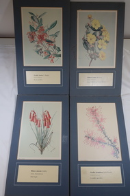 Illustrations of Wildflowers