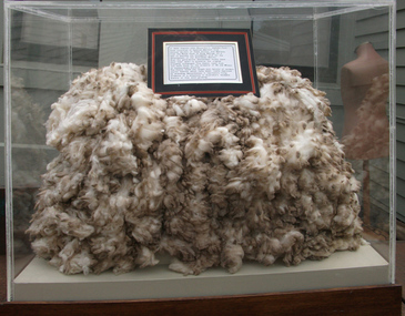 Animal specimen - Fleece, Unknown