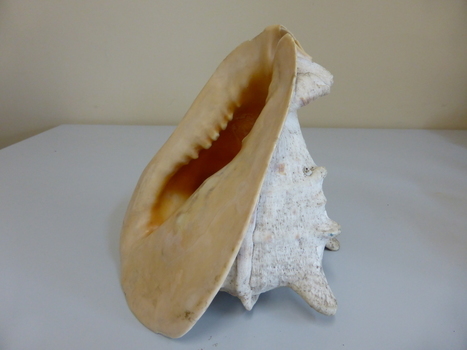 This is a large conch shell.
