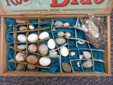 Artefact, Egg Specimens, Early 20th century