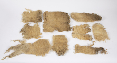 Animal specimen - Lincoln Sheep Fleece, early 21st century