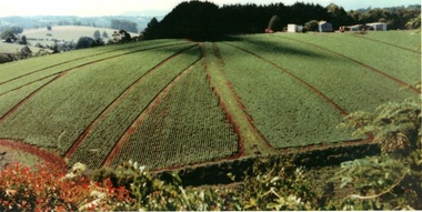 Photograph, Potato field Emerald Victoria, circa 2000