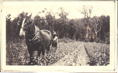 Photograph, Nightingale/Thompson Collection, c. 20's