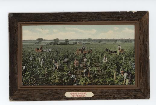 Grape pickers working in a vineyard overseen by two men sitting on horse-drawn carts with large vats. 