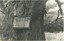 A plaque attached to a tree, and which commemorates Major Mitchell's crossing of the Ovens River in 1836.