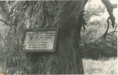 A plaque attached to a tree, and which commemorates Major Mitchell's crossing of the Ovens River in 1836.