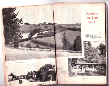 Third two pages of feature article about Emerald Lake Park in Wild Life magazine, 1951, showing landscape near Clematis, trestle bridge at Selby and street scene at Emerald.
