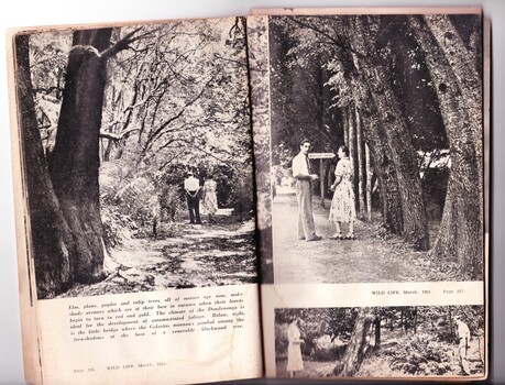 Fifth two pages of feature article about Emerald Lake Park in Wild Life magazine, 1951showing three photos of walking tracks in the Park.