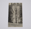 Image of 5 silver birch trees, known as the five sisters, at the Emerald Country Club 