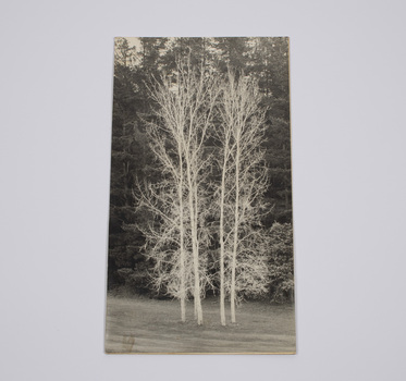Image of 5 silver birch trees, known as the five sisters, at the Emerald Country Club 