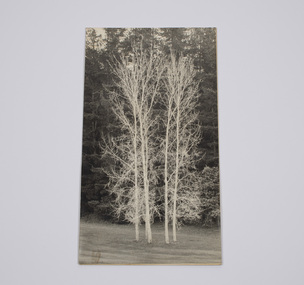 Image of 5 silver birch trees, known as the five sisters, at the Emerald Country Club 