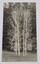 Image of 5 silver birch trees known as the Five Sisters at the Emerald Country Club