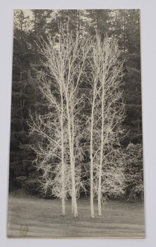 Image of 5 silver birch trees known as the Five Sisters at the Emerald Country Club