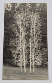 Image of 5 silver birch trees known as the Five Sisters at the Emerald Country Club