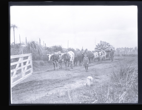 Black and White Photograph of girl standing in front of bullock team which is carrying a load of (possibly) potatoes or grain packed in sacks.