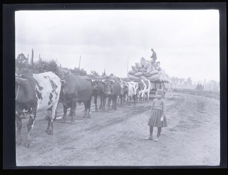 A black and white photograph of a girl standing in front of bullock team pulling a cart packed with sacks of possibly potatoes or grain. A man is standing on top of the sacks. 