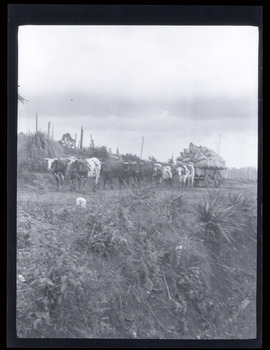 Portrait view of bullock team pulling a cart loaded with sacks of possibly potatoes or grain. Black and white.