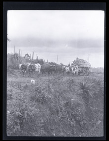 Portrait view of bullock team pulling a cart loaded with sacks of possibly potatoes or grain. Black and white.