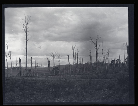 Black and white negative - landscape view - of the railway line at Gembrook. The railway is in the foreground. The landscape is bare apart from dead and ringbarked trees.