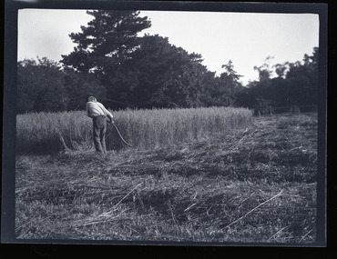Black and white negative - landscape view - showing a man in a field of grain scything the crop.