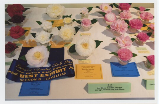 Single camellia flowers in row on table with a 'Best Exhibit' ribbon in front of white camellia in foreground of photo