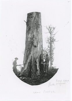 Woodcutters chopping a large tree in black and white.