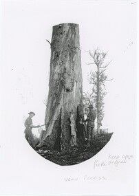 Woodcutters chopping a large tree in black and white.