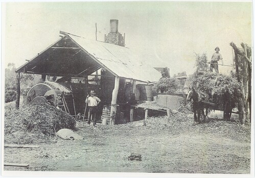 A black and white photograph of two men working at a eucalyptus distillery.