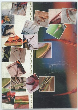 The rear cover of a book, featuring several images of insects, spiders, and other bugs.