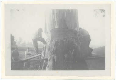 A black and white photograph mounted on cream card, depicting four men working to fell a large, half sawed-through, tree.