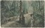 A hand-coloured photograph postcard with a printed caption in the bottom-left, depicting a track alongside a creek surrounded by trees, ferns, and shrubs.