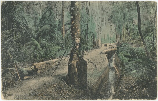 A hand-coloured photograph postcard with a printed caption in the bottom-left, depicting a track alongside a creek surrounded by trees, ferns, and shrubs.