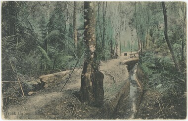 A hand-coloured photograph postcard with a printed caption in the bottom-left, depicting a track alongside a creek surrounded by trees, ferns, and shrubs.