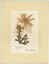Pressed fog grass and flannel flower mounted in cardboard frame