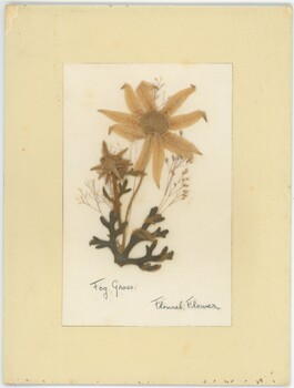 Pressed fog grass and flannel flower mounted in cardboard frame