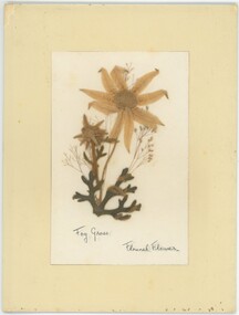 Pressed fog grass and flannel flower mounted in cardboard frame