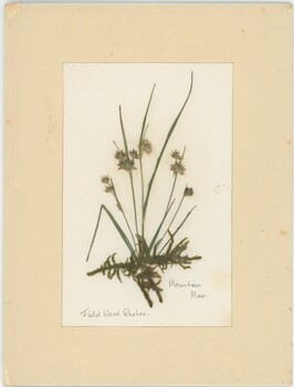 Pressed field wood rushes and mountain moss in cardboard frame