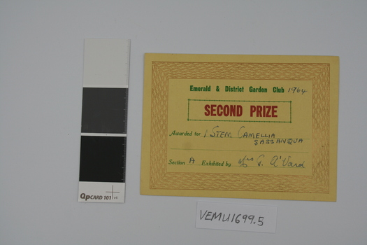Emerald Garden Club award 1964 for second prize for stem camellia sasanqua - Section A