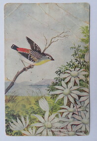 Postcard, Australian Series Pardalote and Flannel Flowers
