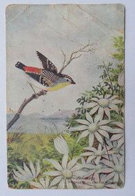 Postcard, Australian Series Pardalote and Flannel Flowers
