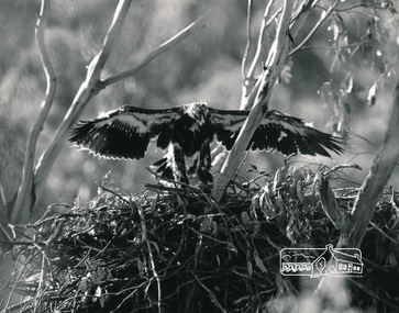 Photograph, Wedge-tail eagle on nest, 'The Chase', Warrandyte