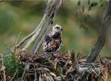Photograph, Baby eagle on nest, 'The Chase', Warrandyte