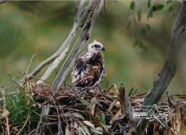 Photograph, Baby eagle on nest, 'The Chase', Warrandyte, c.1990