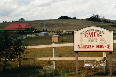 Photograph, Kangaroo Ground Emus, 1995