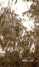 Photograph, Peter Bassett-Smith, Wild Koala in tree at 22 York Street, Eltham, c.1933, 1933c