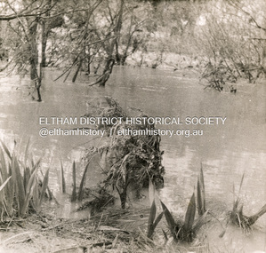 Photograph, George W. Bell, Flood Eltham, 1960s