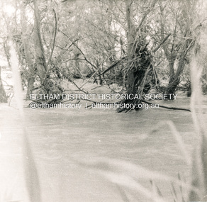 Photograph, George W. Bell, Flood Eltham early 1950's, 1950c